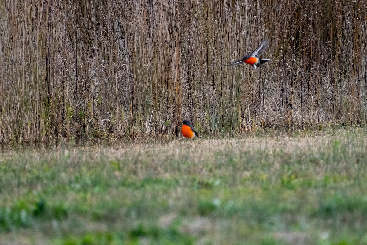 Flame Robin - ML645929535