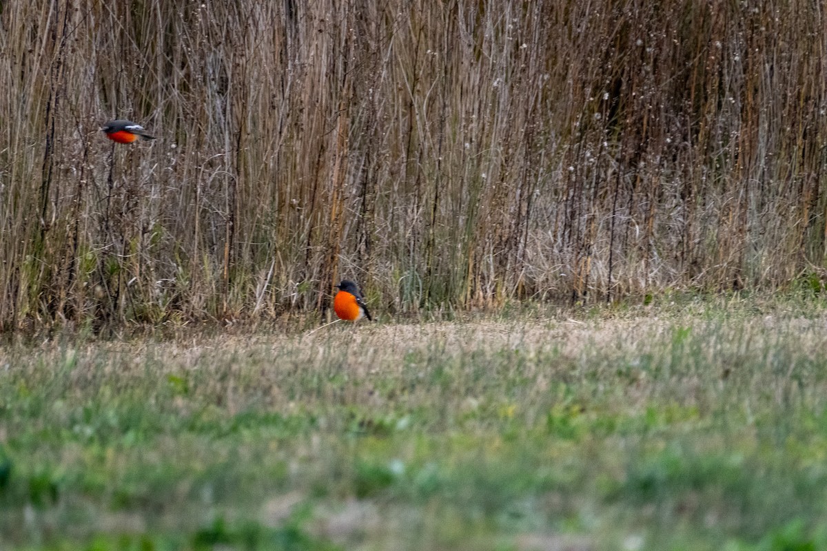 Flame Robin - ML645929536