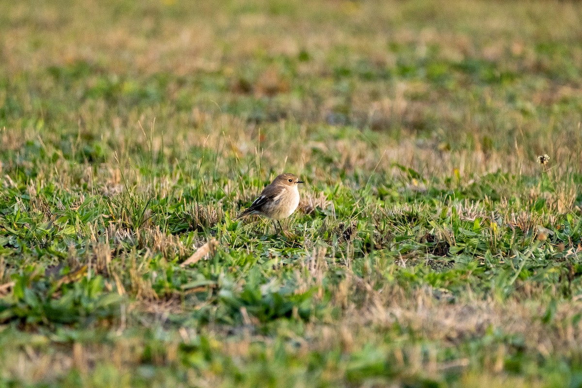 Flame Robin - ML645929537