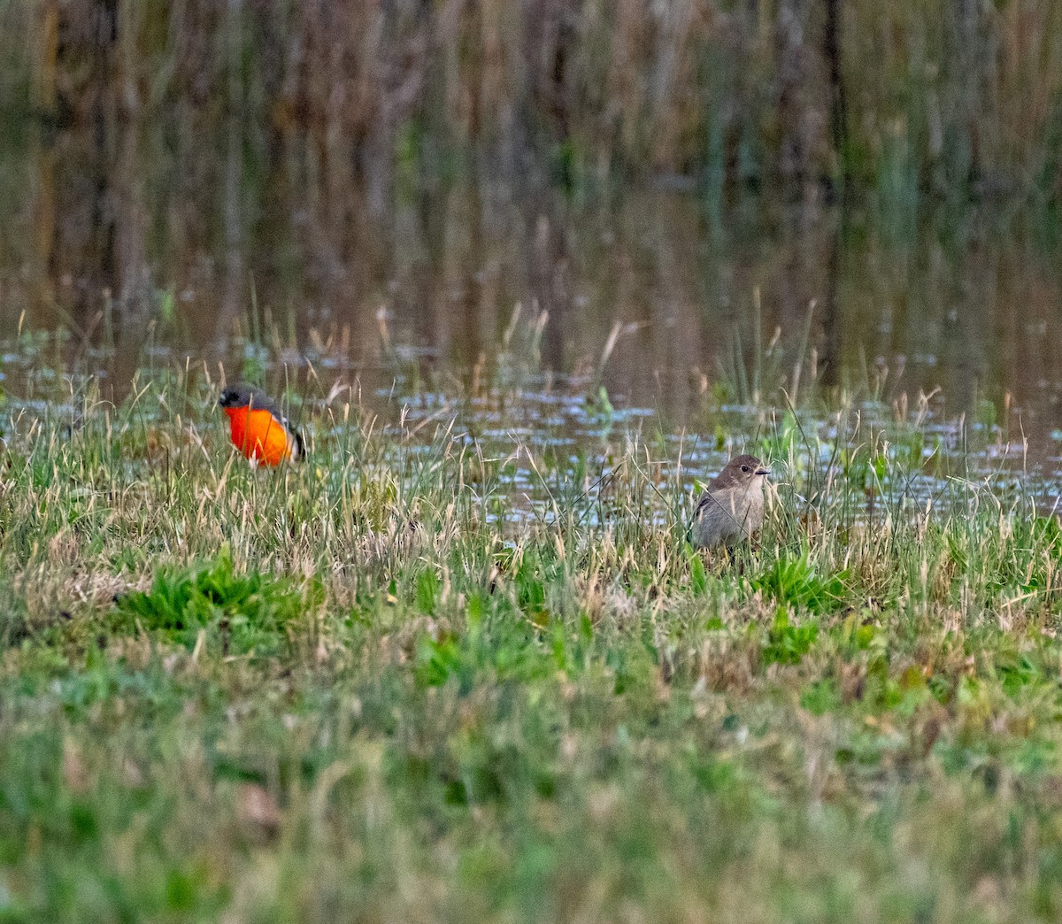 Flame Robin - ML645929538