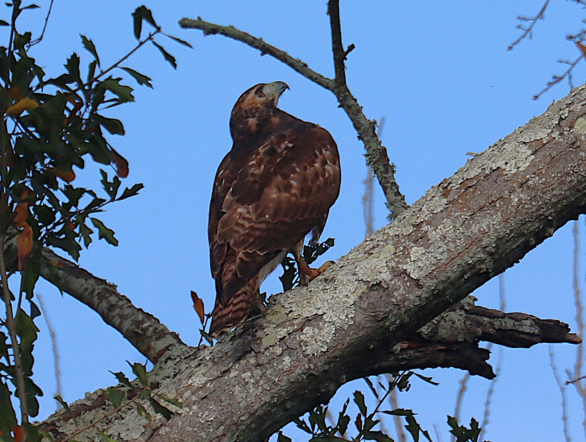 Red-tailed Hawk - ML645929539