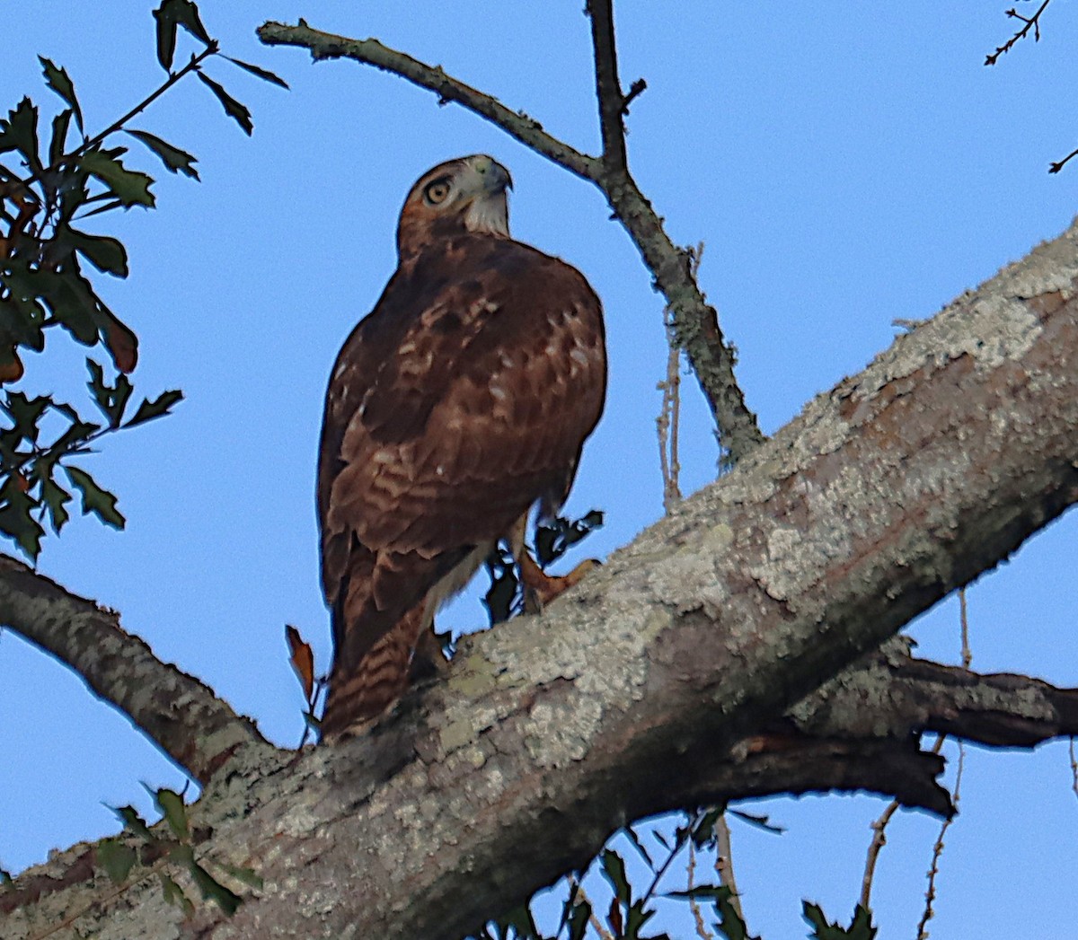 Red-tailed Hawk - ML645929541