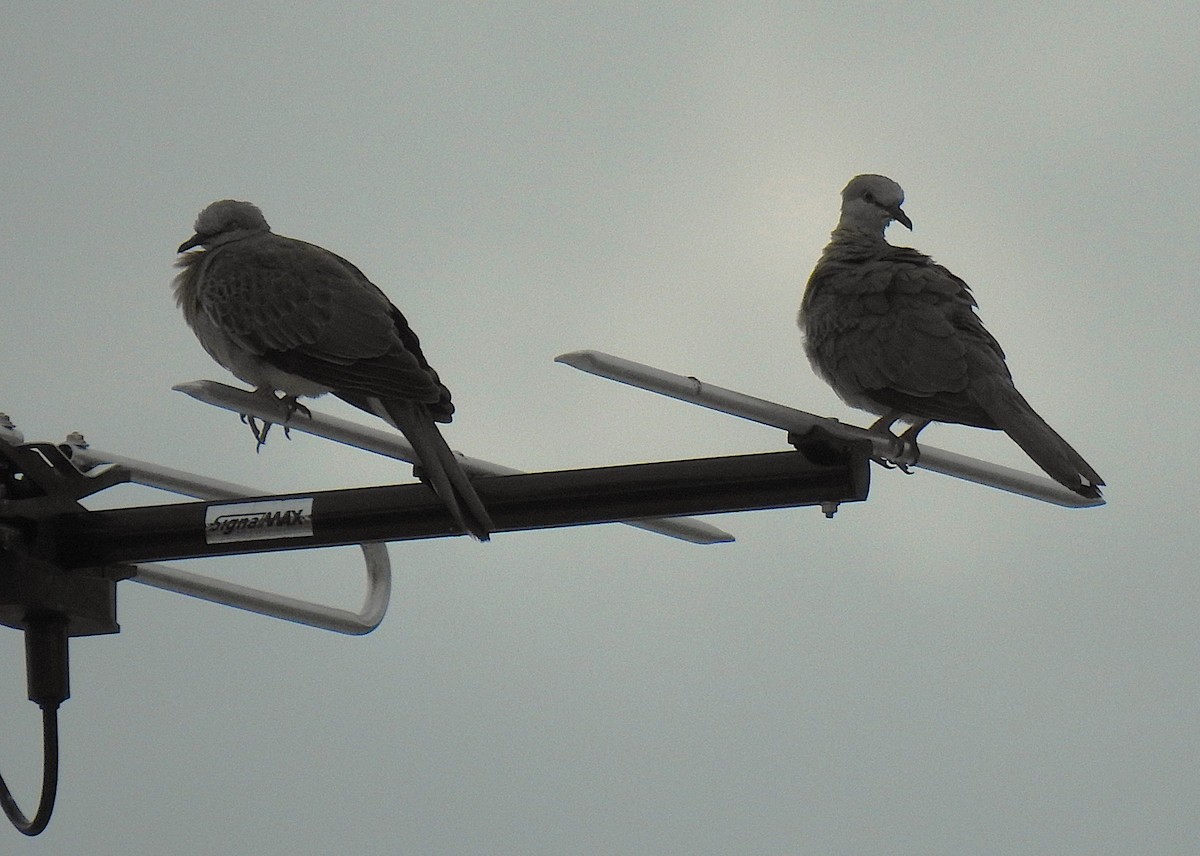 Spotted Dove - ML645929542
