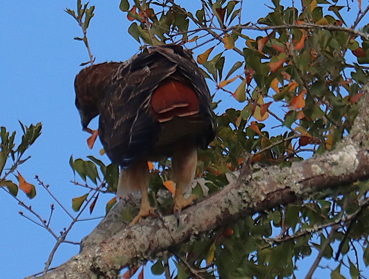 Red-tailed Hawk - ML645929546