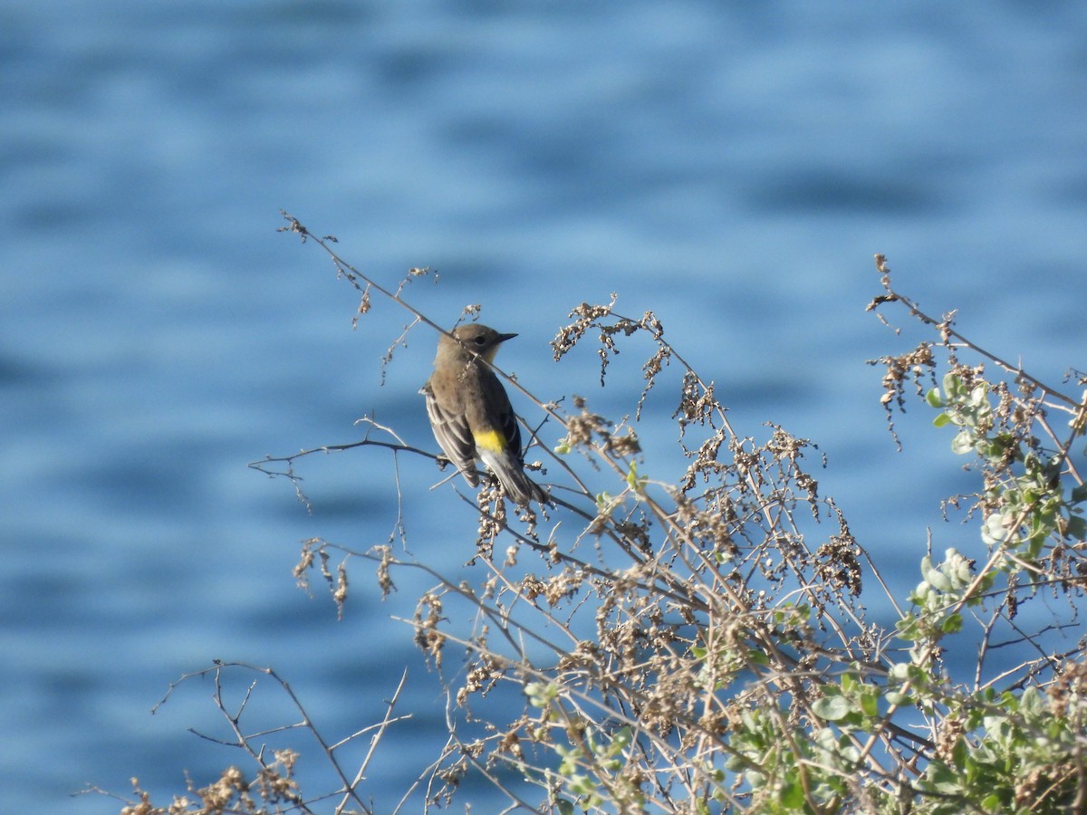 Yellow-rumped Warbler - ML645929547