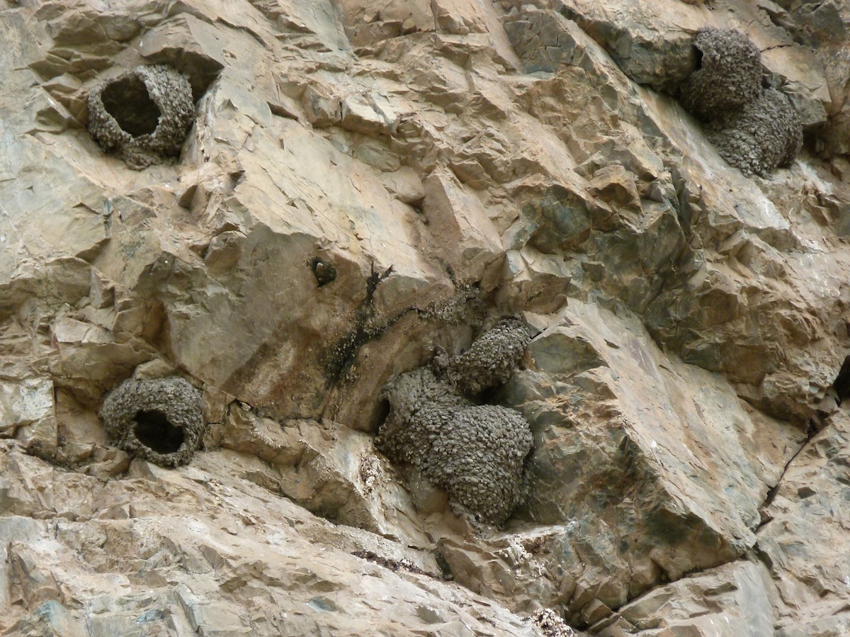 Western/Siberian House-Martin - ML645929548