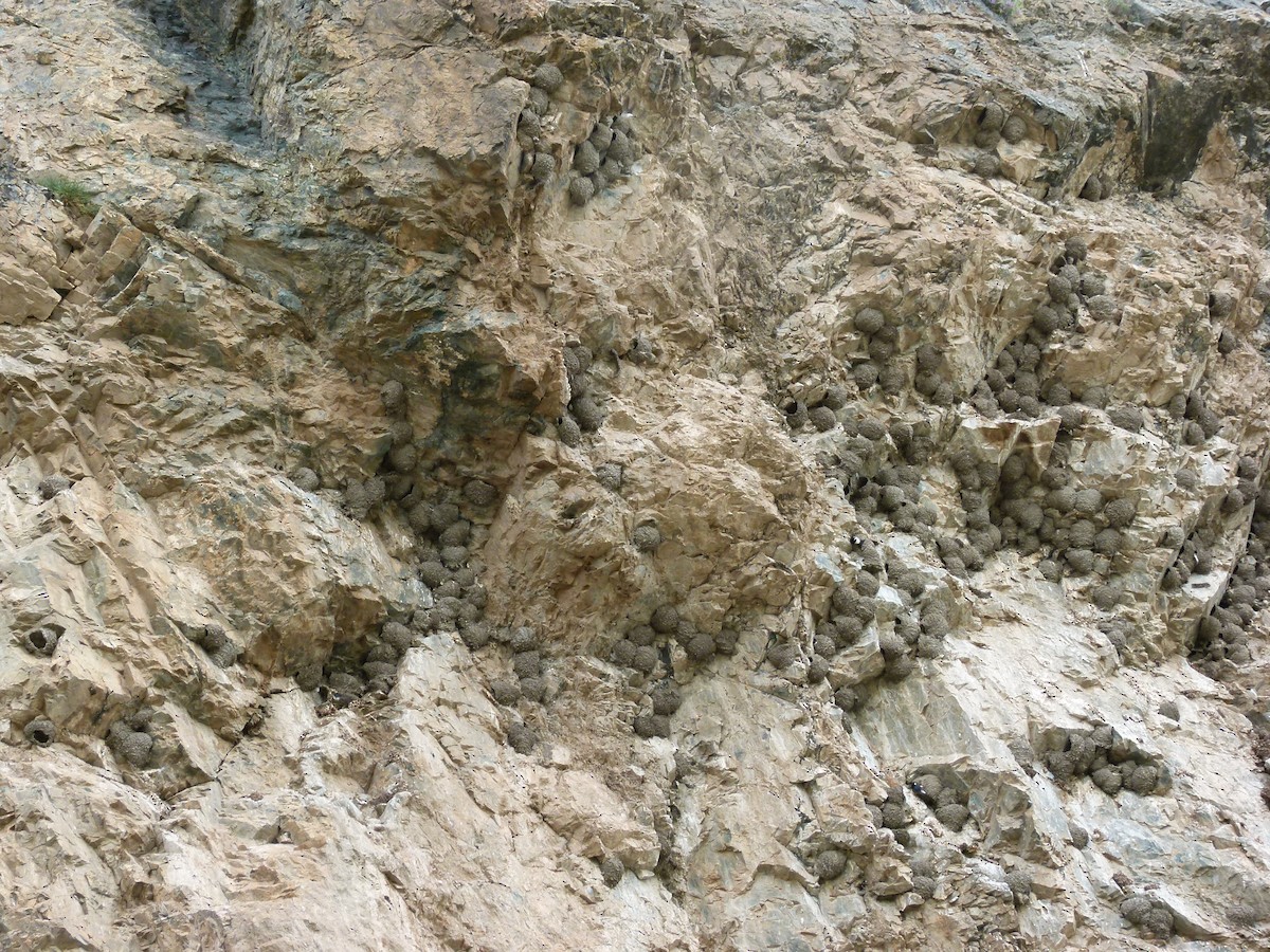 Western/Siberian House-Martin - ML645929549