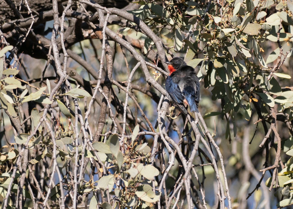 ヤドリギハナドリ - ML645929551