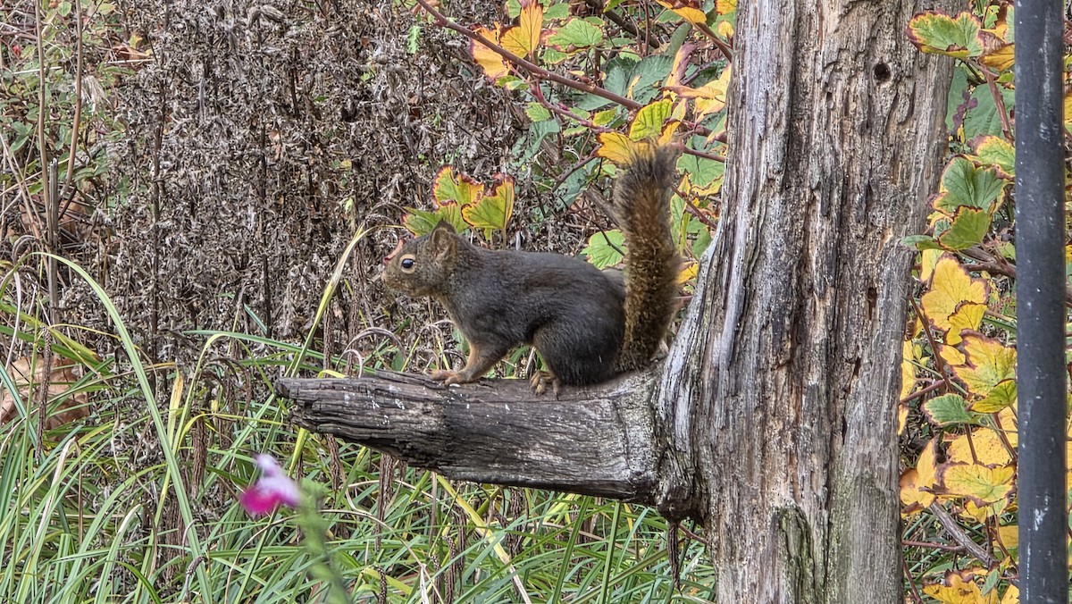 Animals - ML645929553