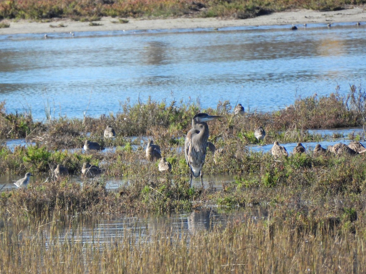 Garza Azulada - ML645929556