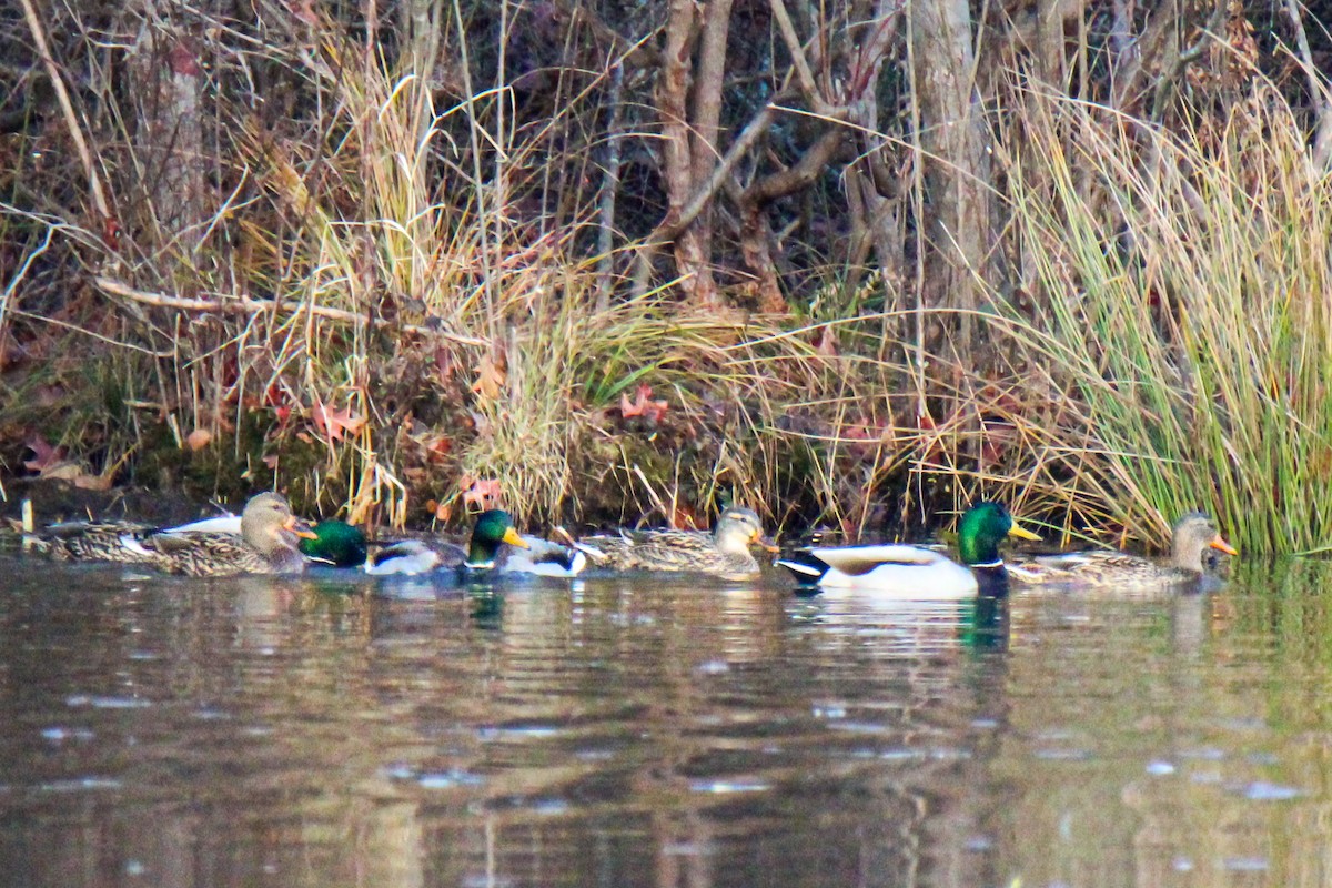 kachna divoká - ML645929559