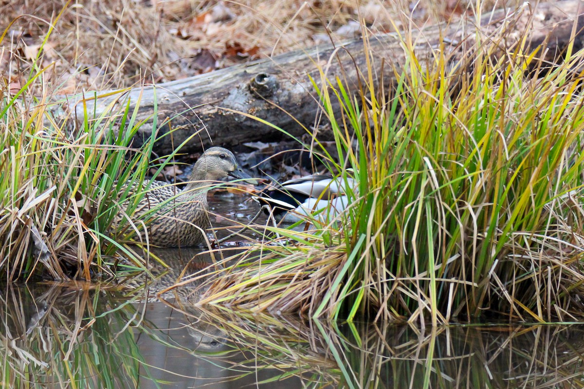 kachna divoká - ML645929560