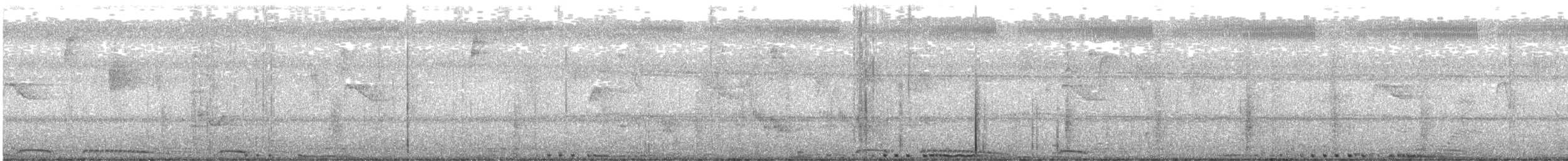 holub skalní (domácí) - ML645929562