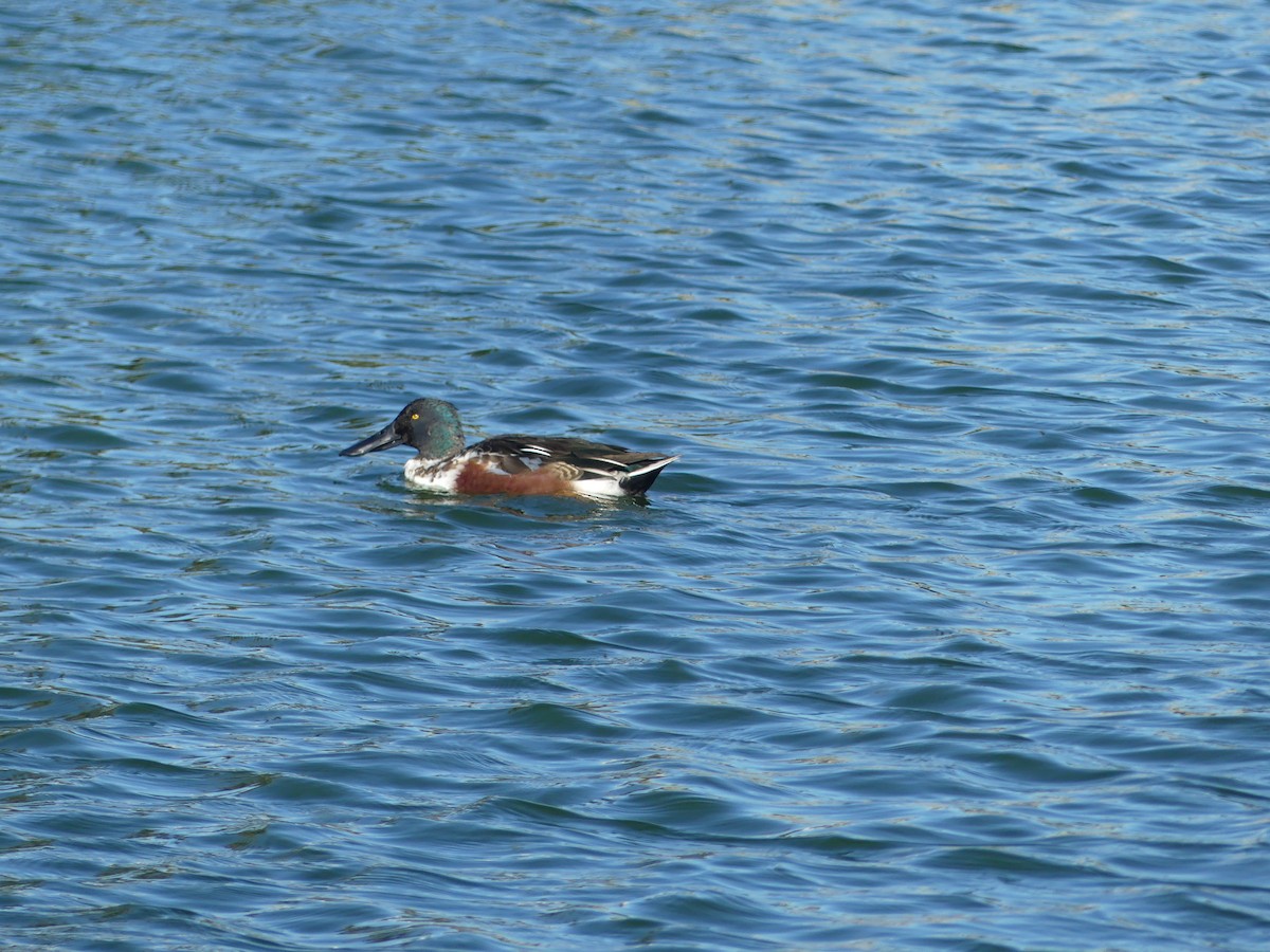 lžičák pestrý - ML645929563