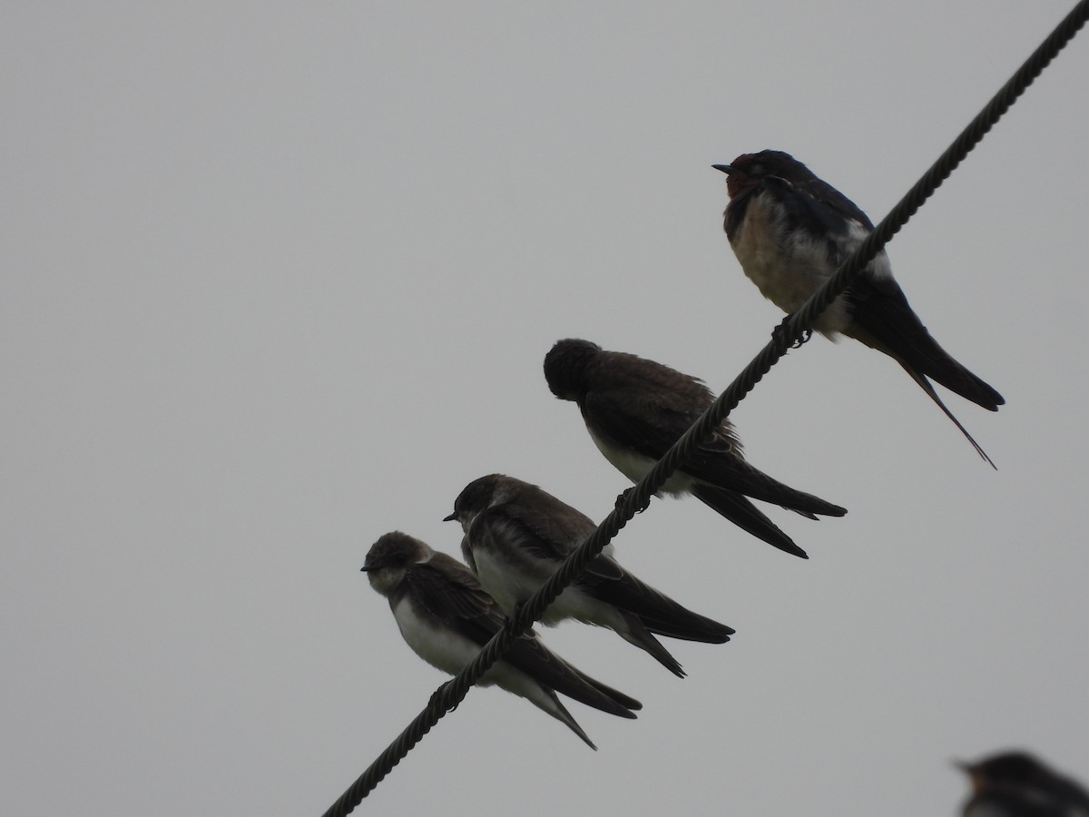 břehule říční - ML645929571