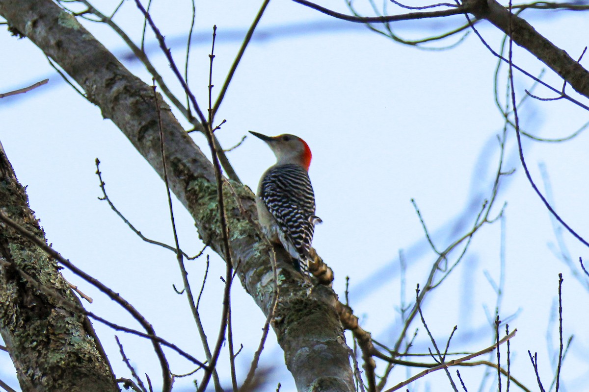 datel karolínský - ML645929572