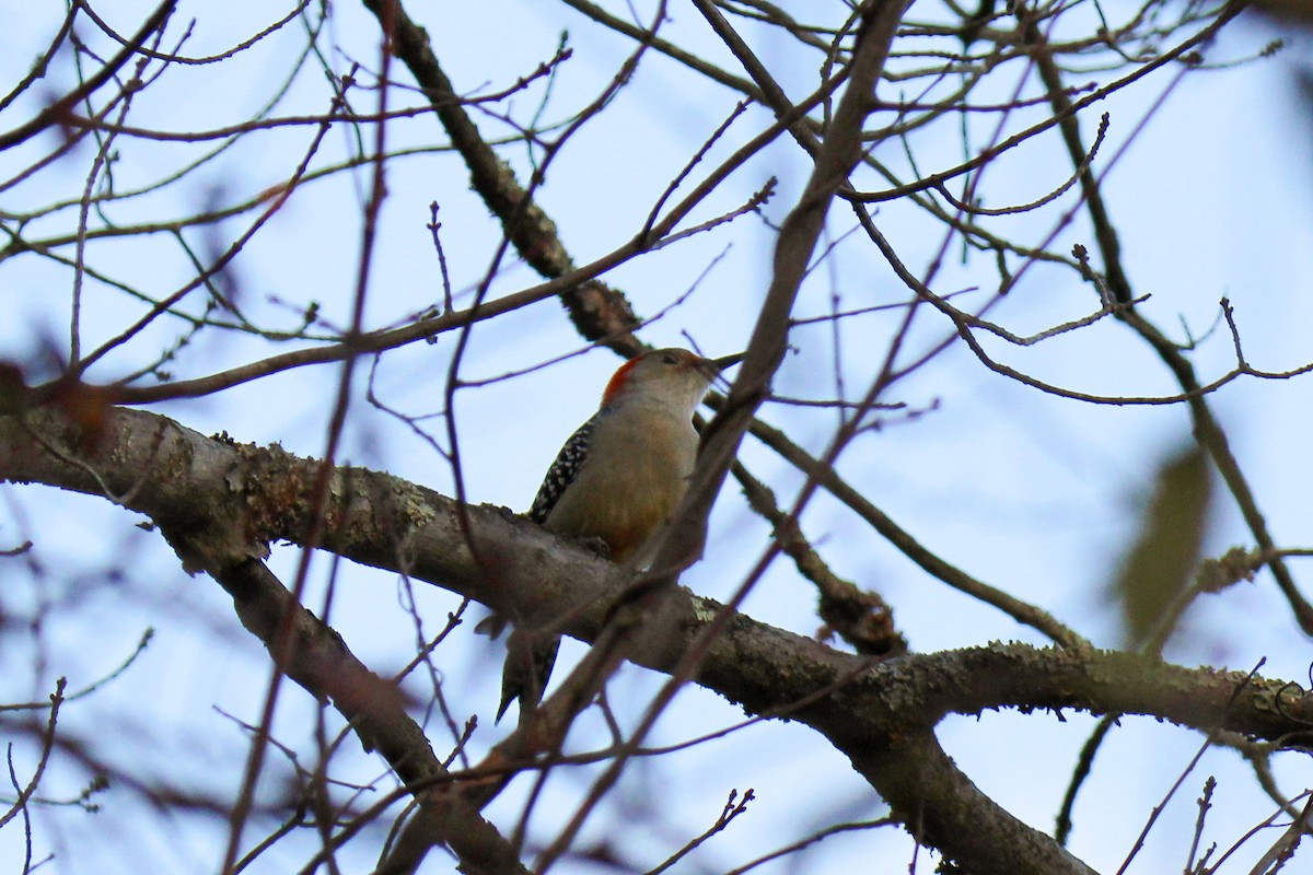 datel karolínský - ML645929573