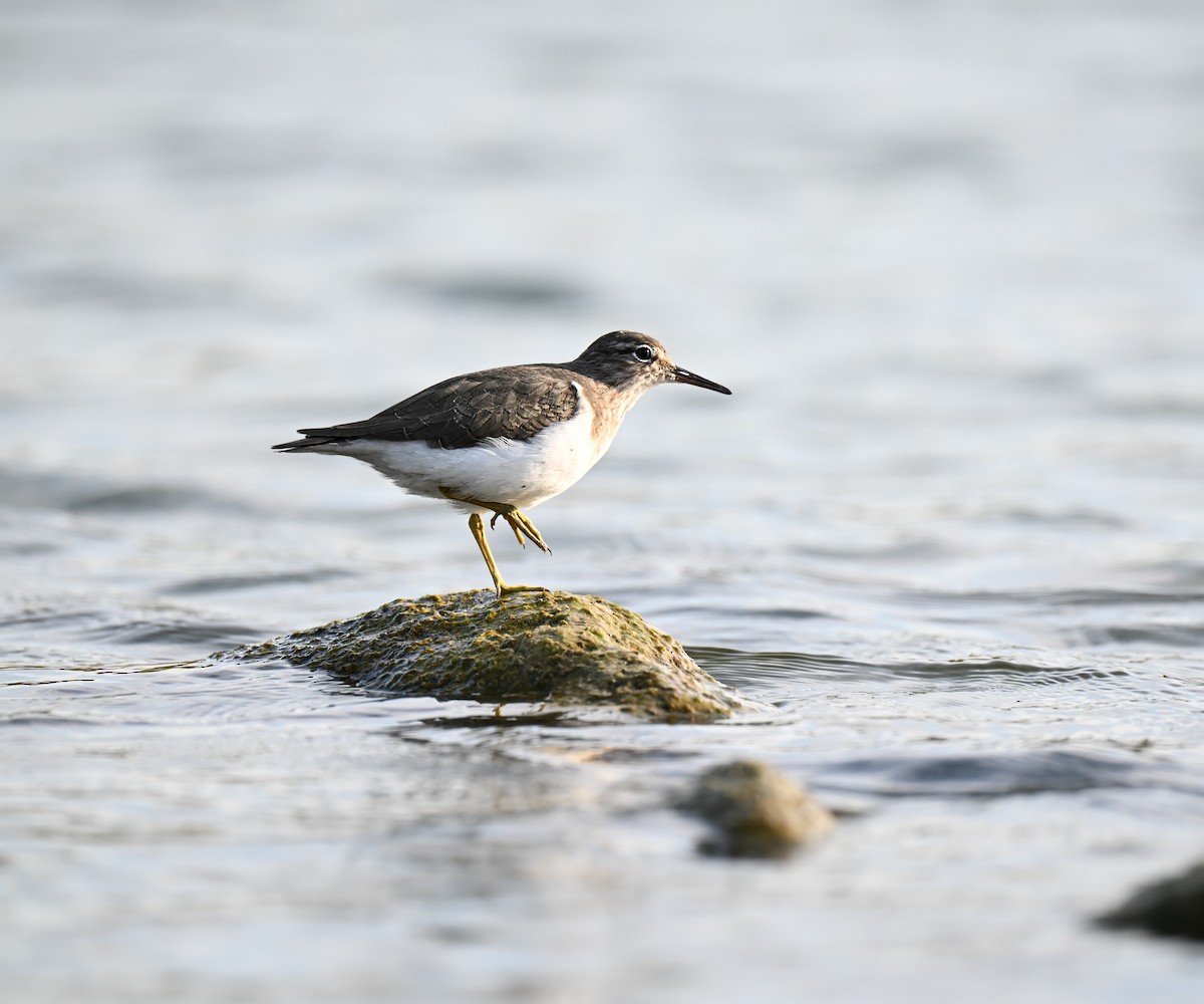 pisík americký - ML645929580