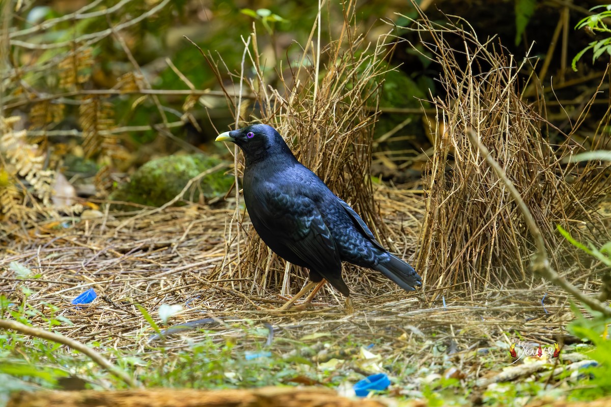 Satin Bowerbird - ML645929582