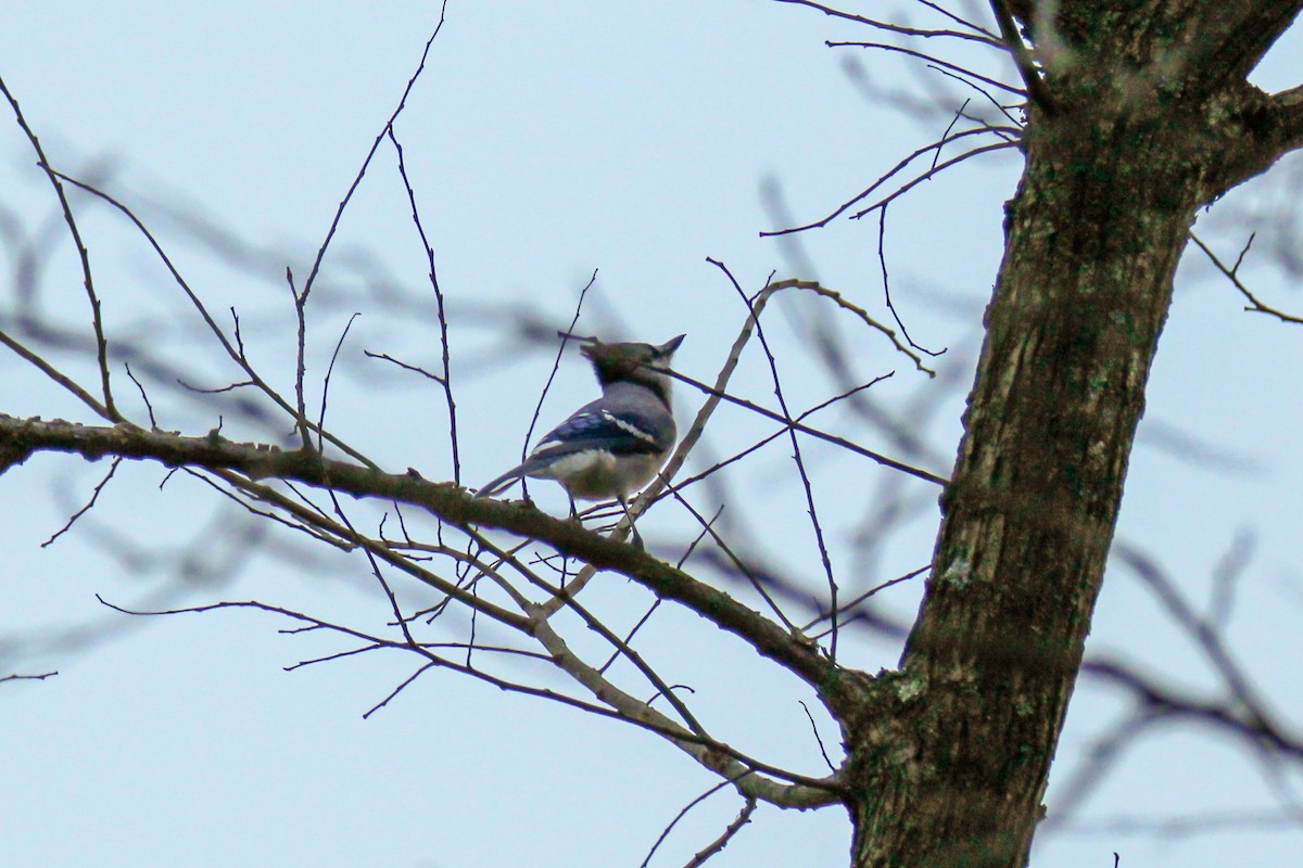 sojka chocholatá - ML645929583