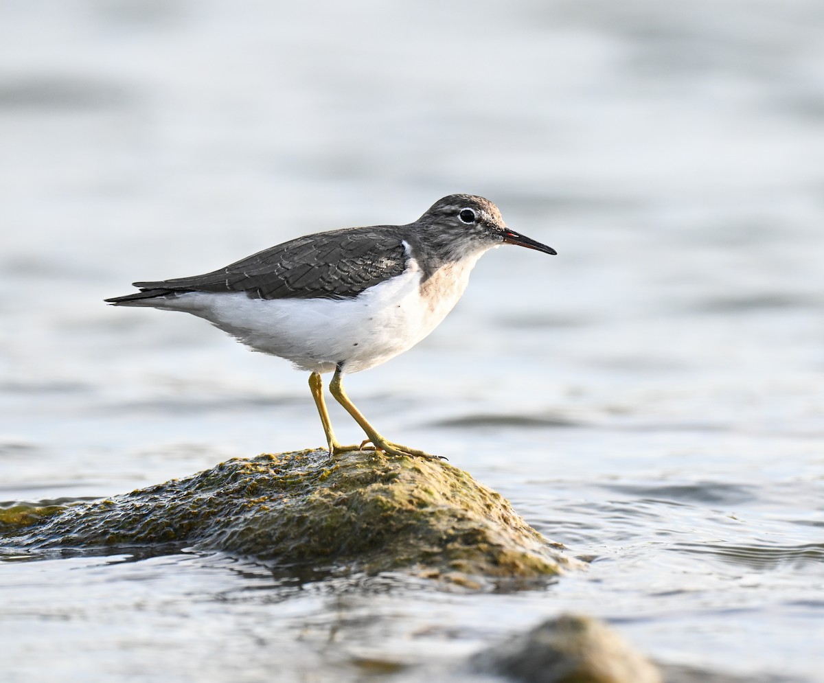 pisík americký - ML645929584