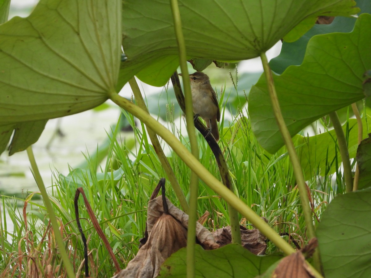 rákosník východní - ML645929586