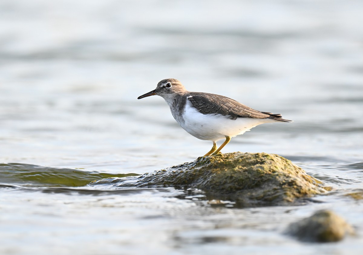 pisík americký - ML645929587