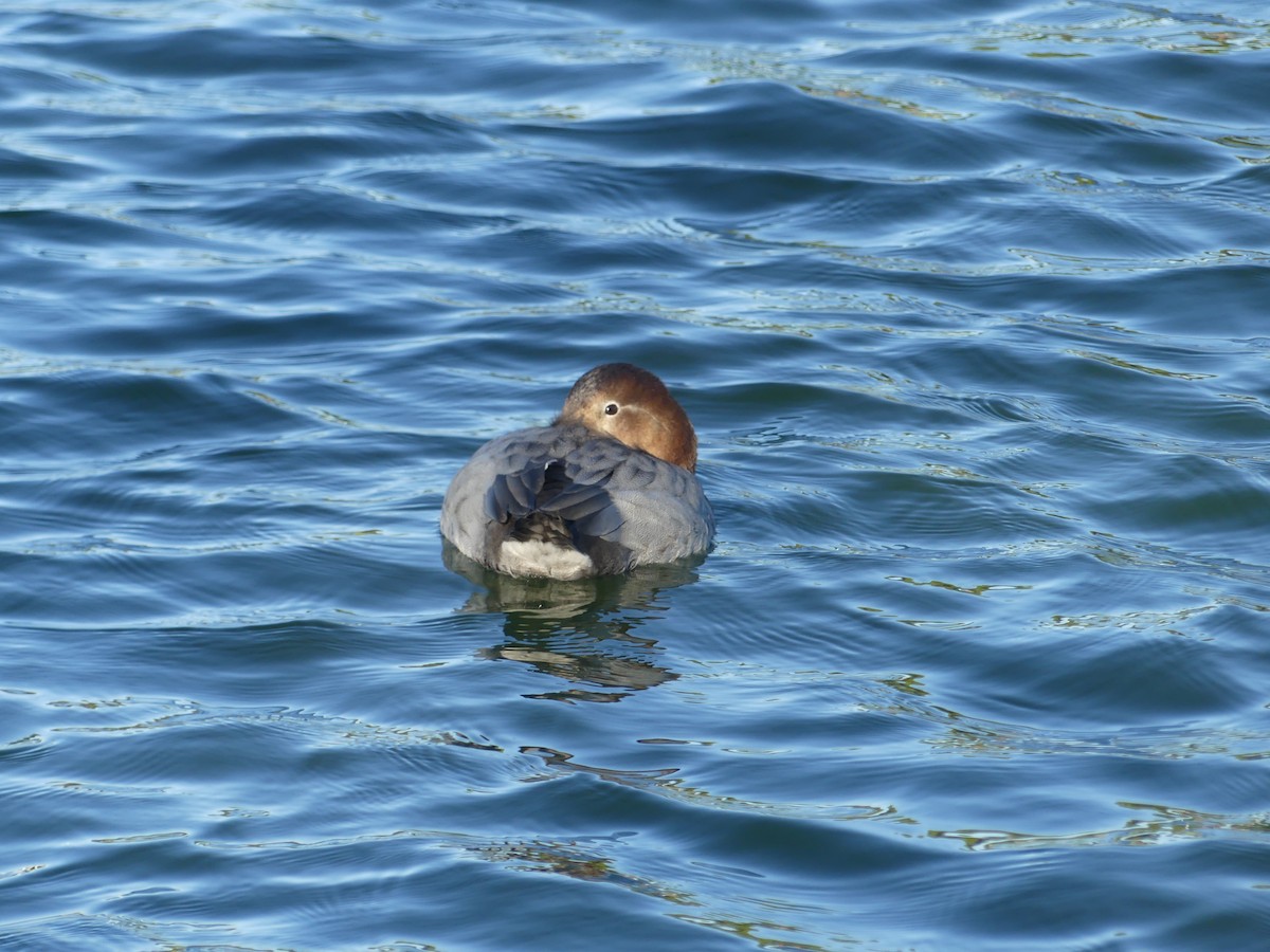 polák velký - ML645929589