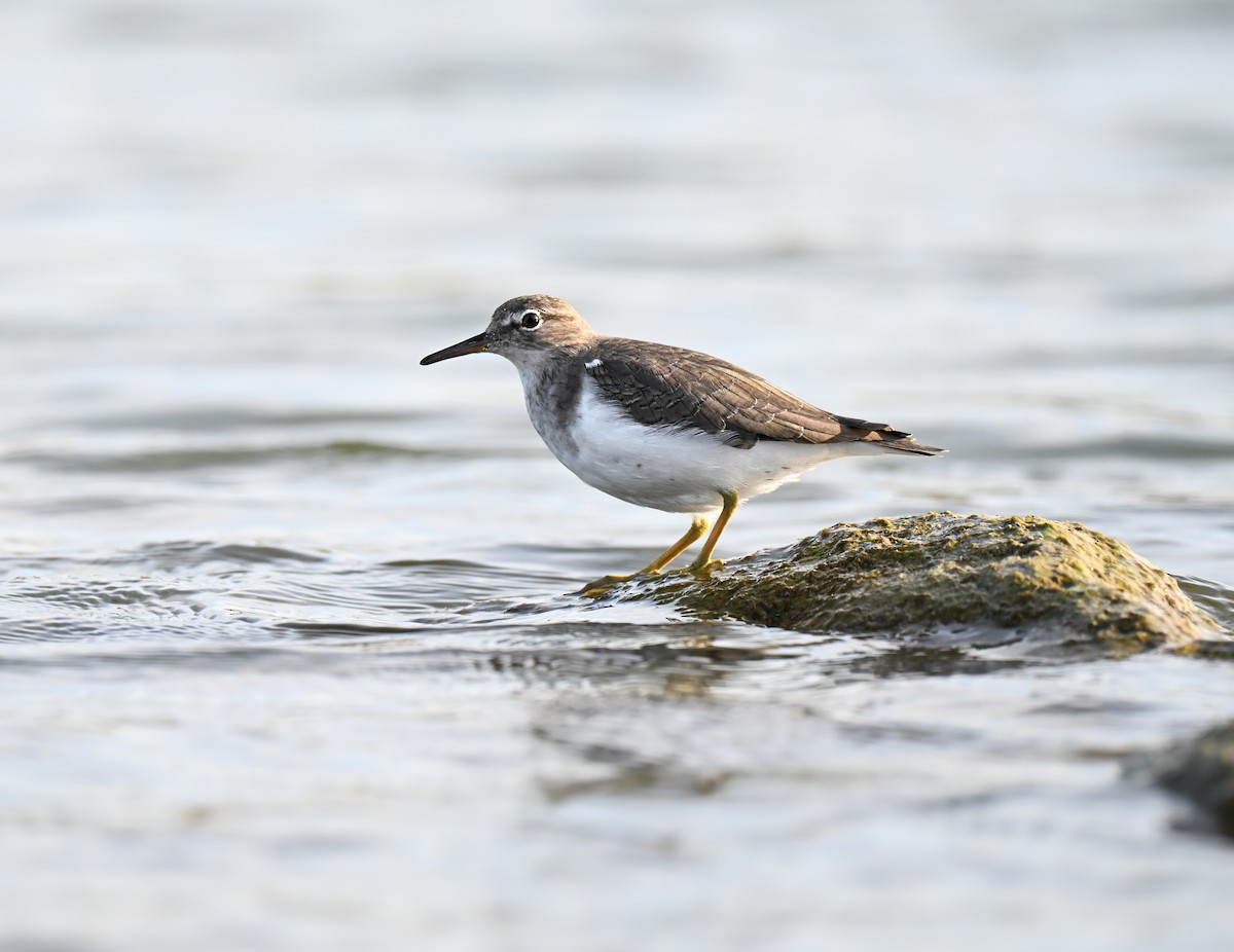 pisík americký - ML645929597