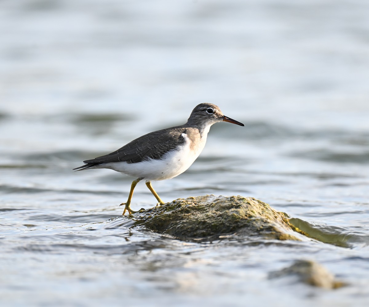 pisík americký - ML645929599