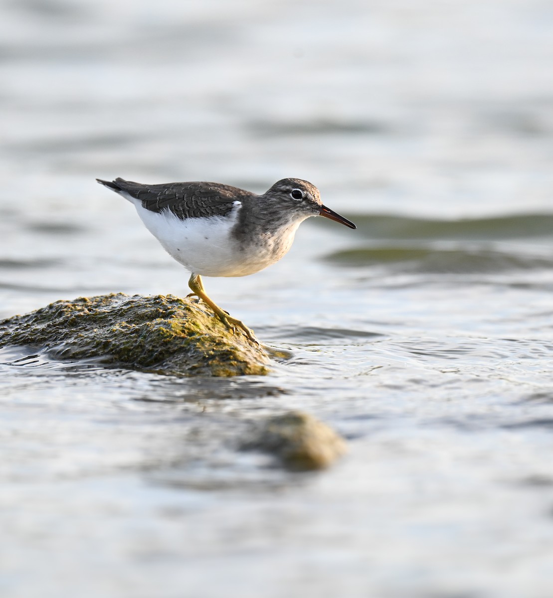 Spotted Sandpiper - ML645929600