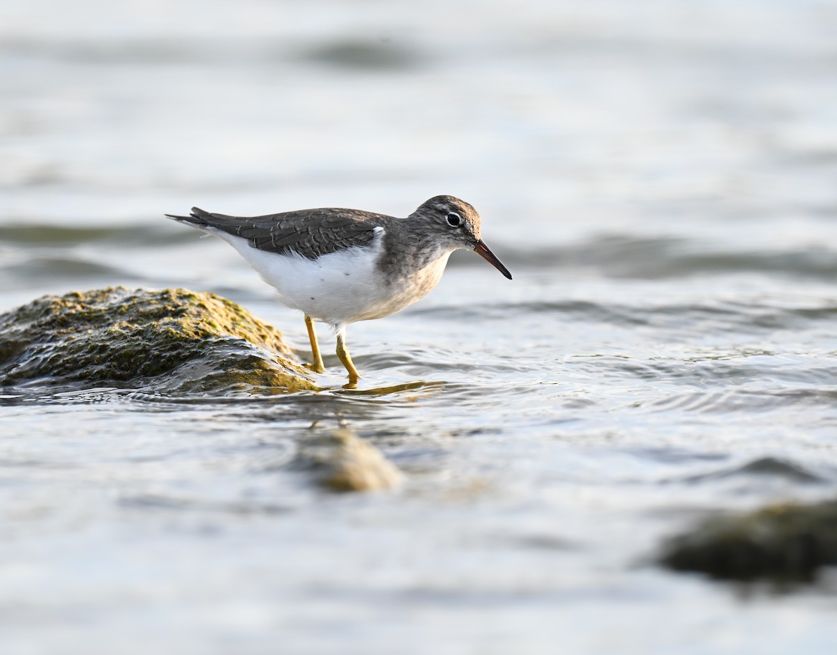 Spotted Sandpiper - ML645929601