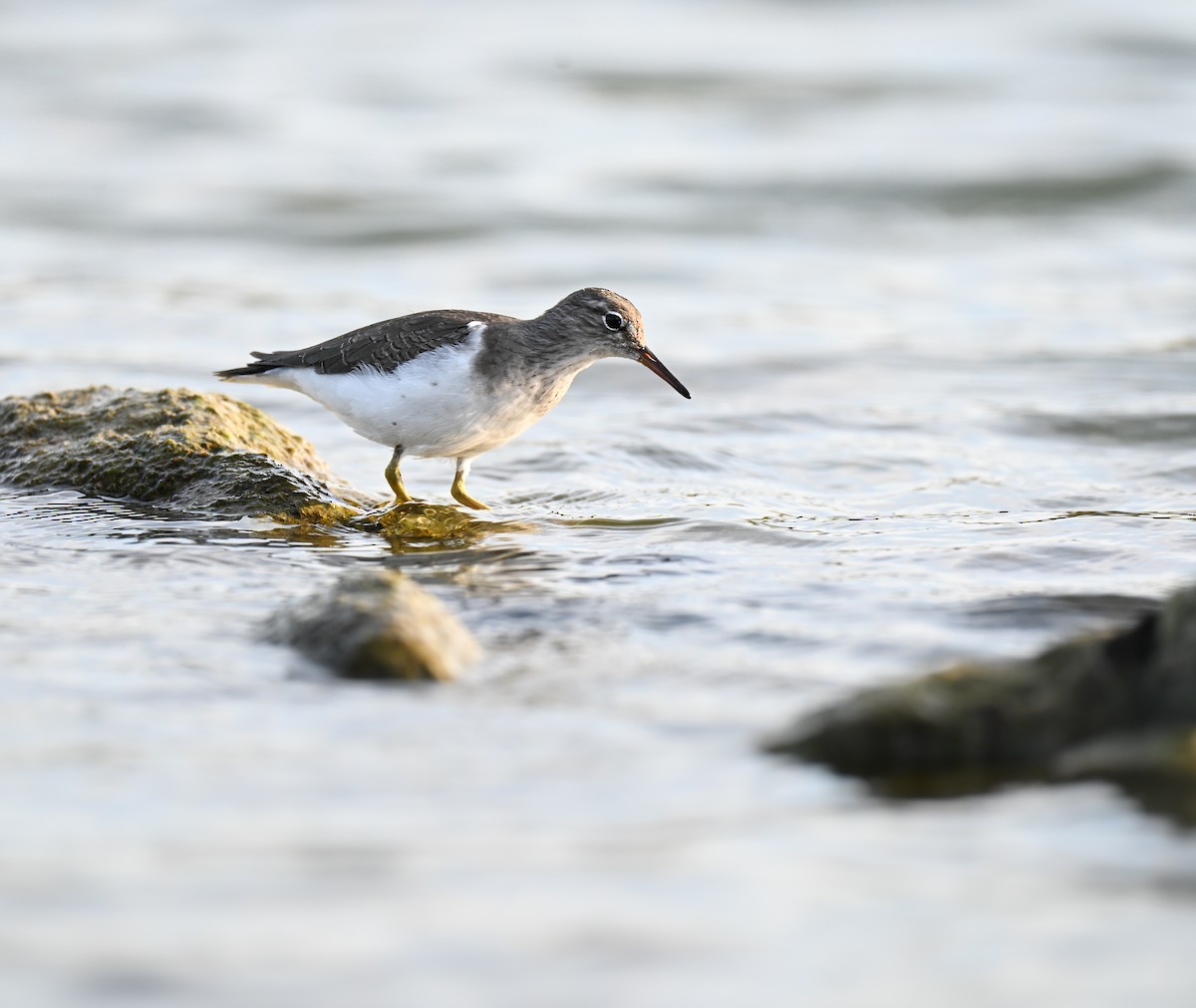 Spotted Sandpiper - ML645929611