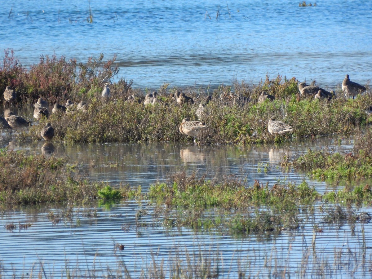 Agujeta Gris - ML645929612