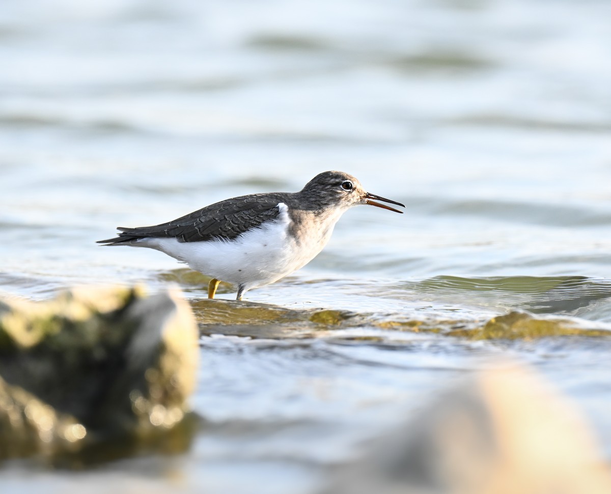 Spotted Sandpiper - ML645929613