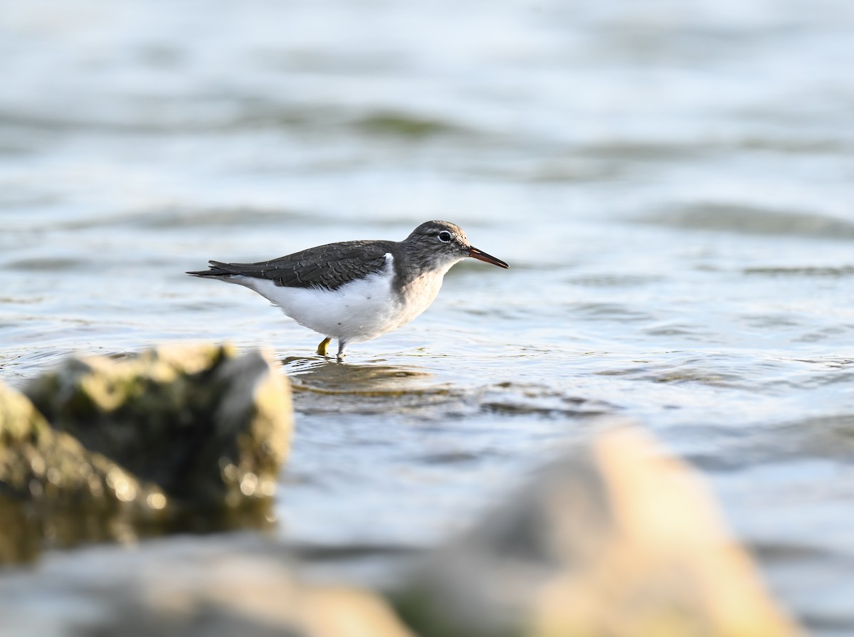 Spotted Sandpiper - ML645929616