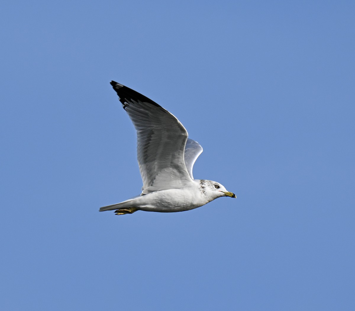 Ring-billed Gull - ML645929617