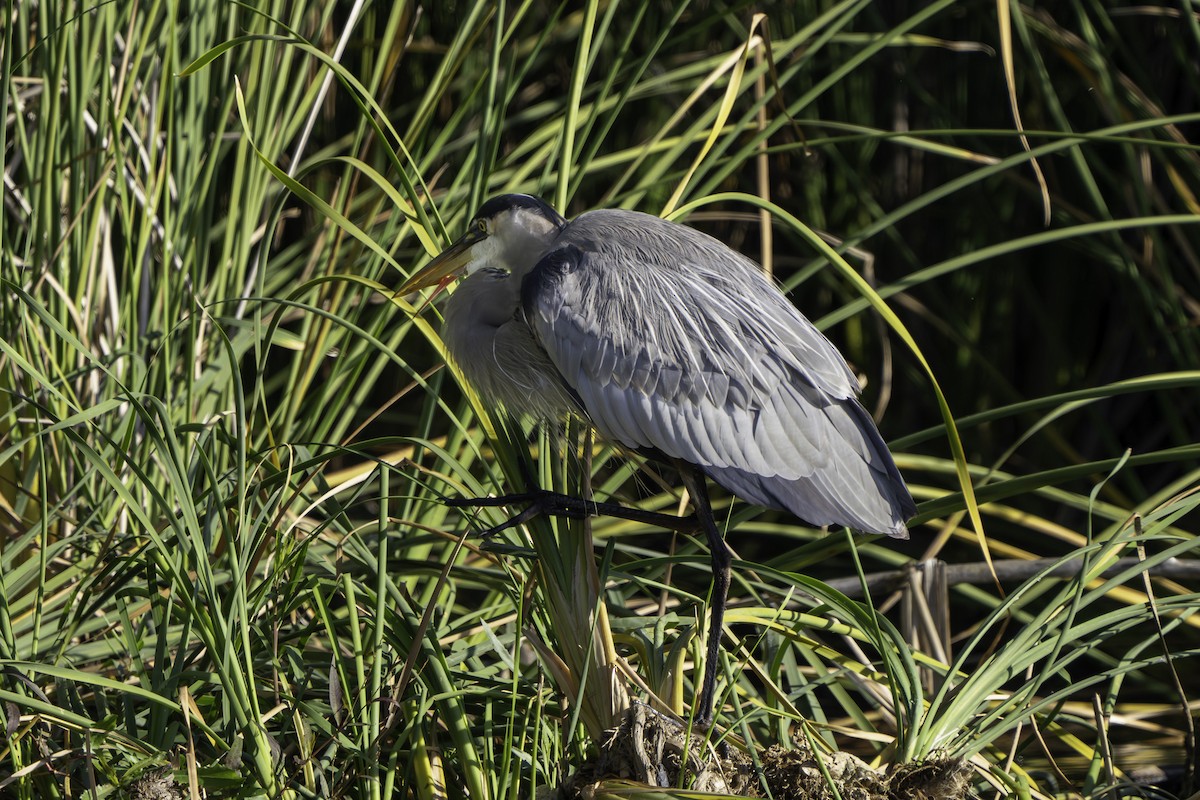 Great Blue Heron - ML645929618