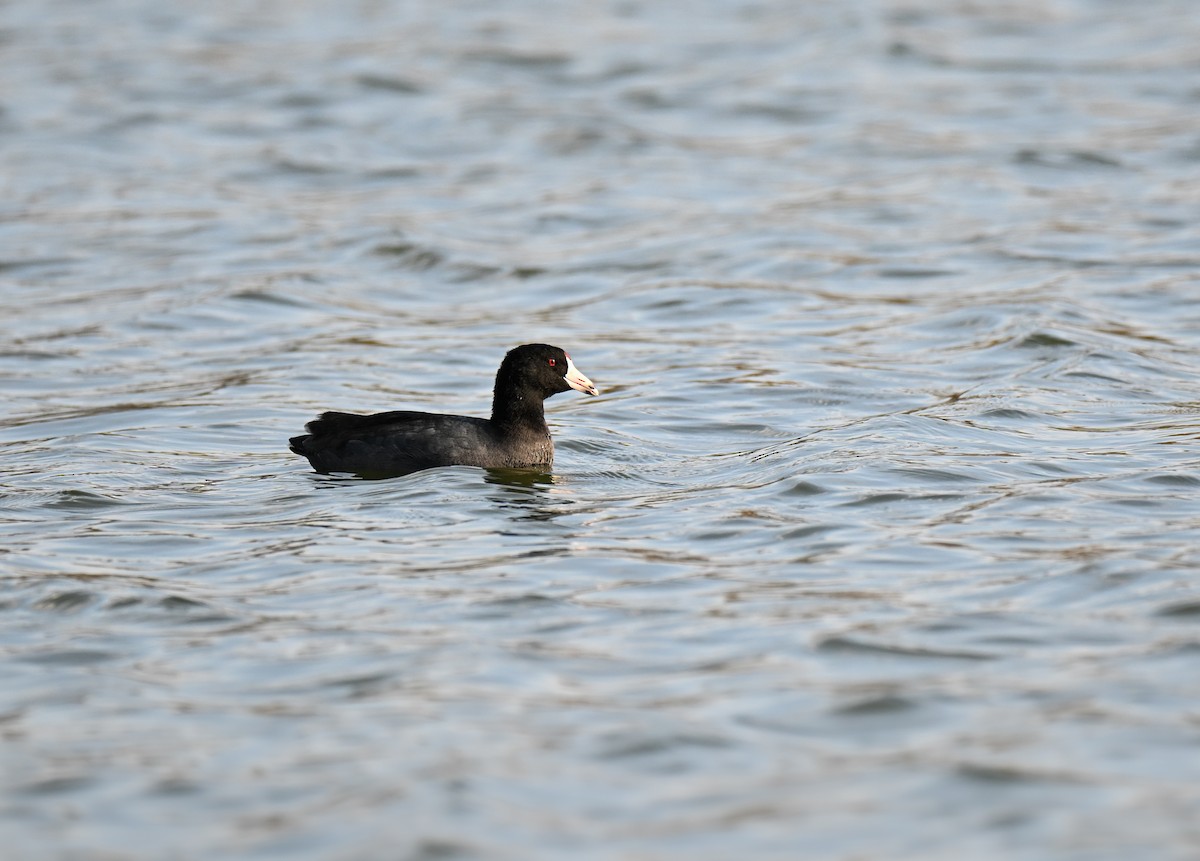 American Coot (Red-shielded) - ML645929620