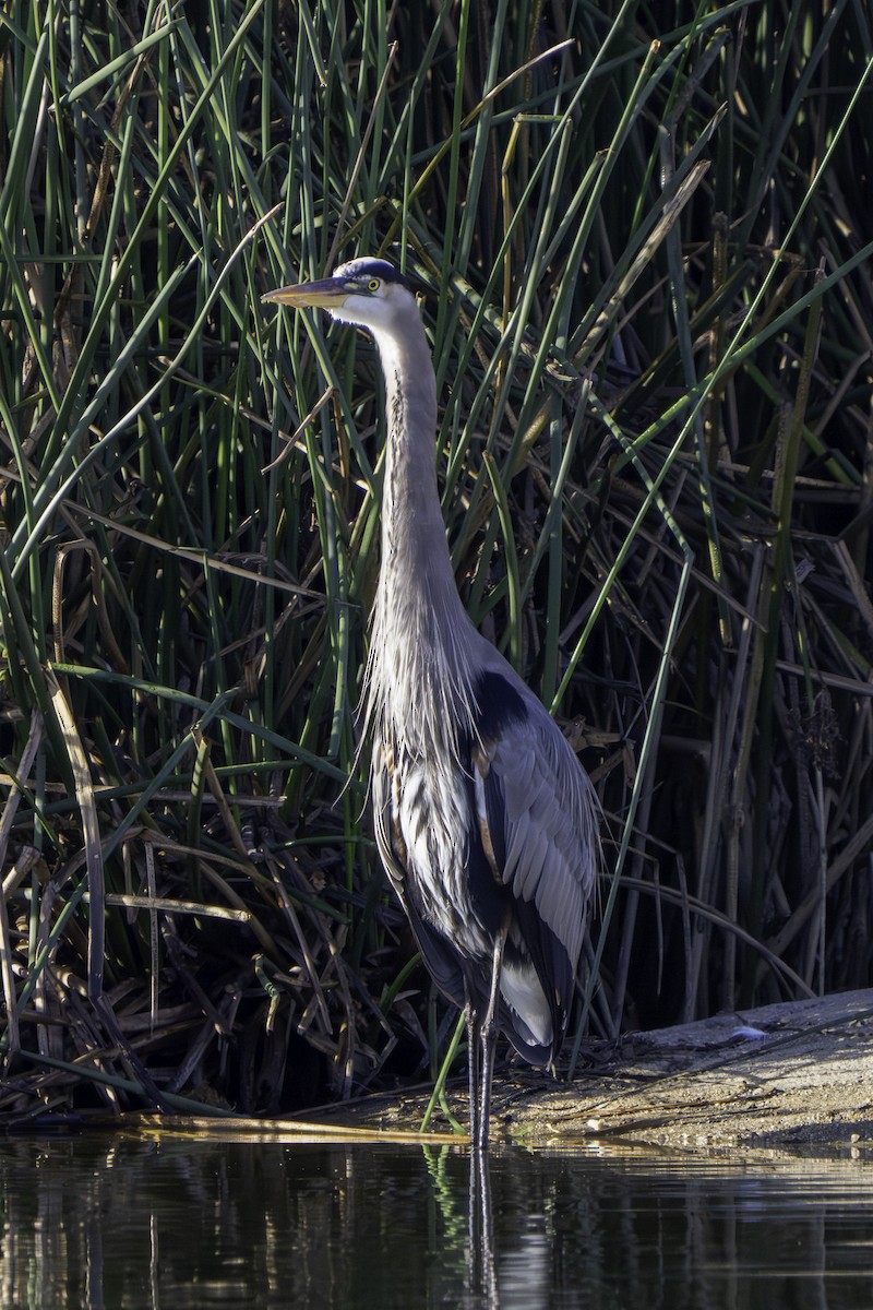 Great Blue Heron - ML645929621