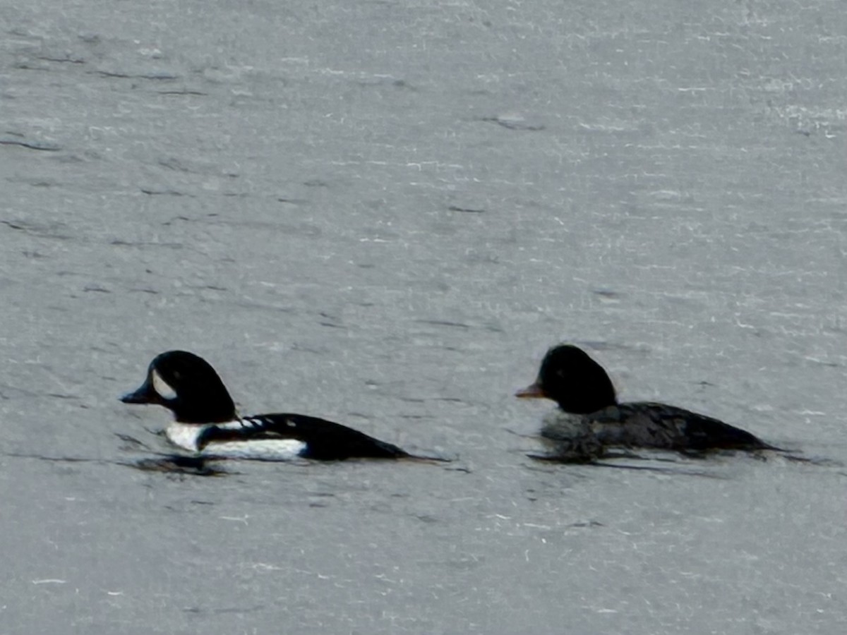 Barrow's Goldeneye - ML645929633