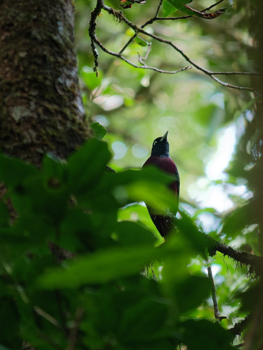 Maroon Oriole - ML645929634