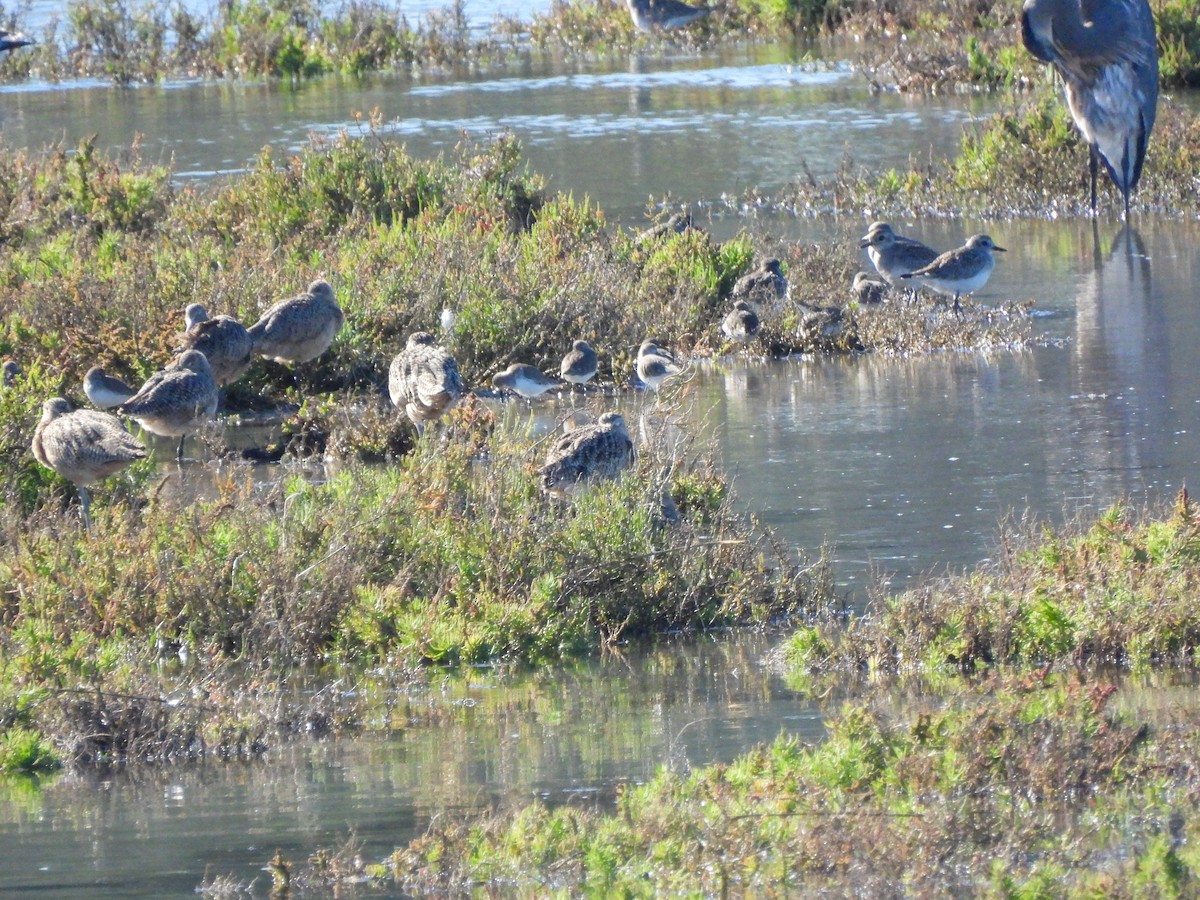 Correlimos de Alaska - ML645929635