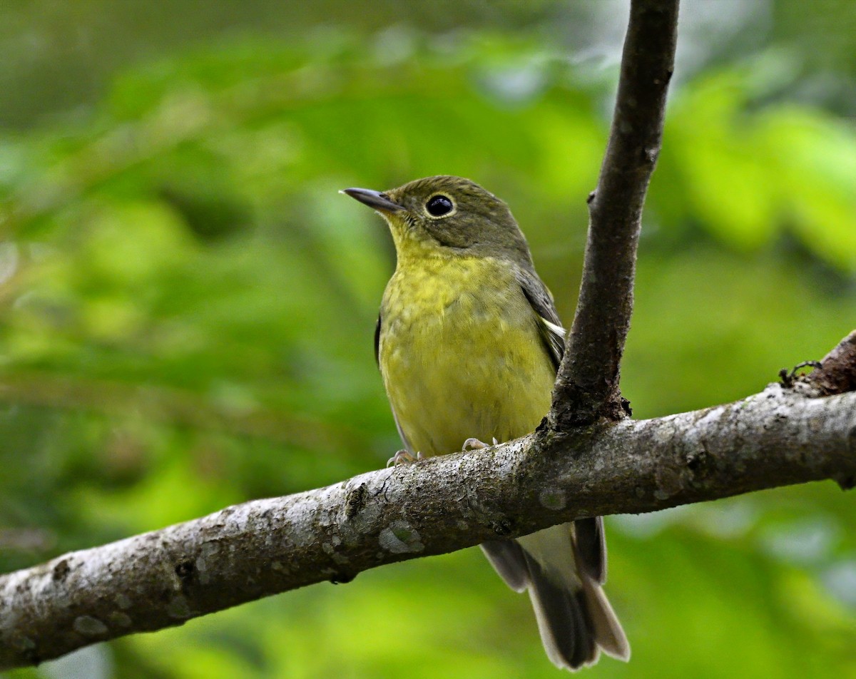 Green-backed Flycatcher - ML645929636