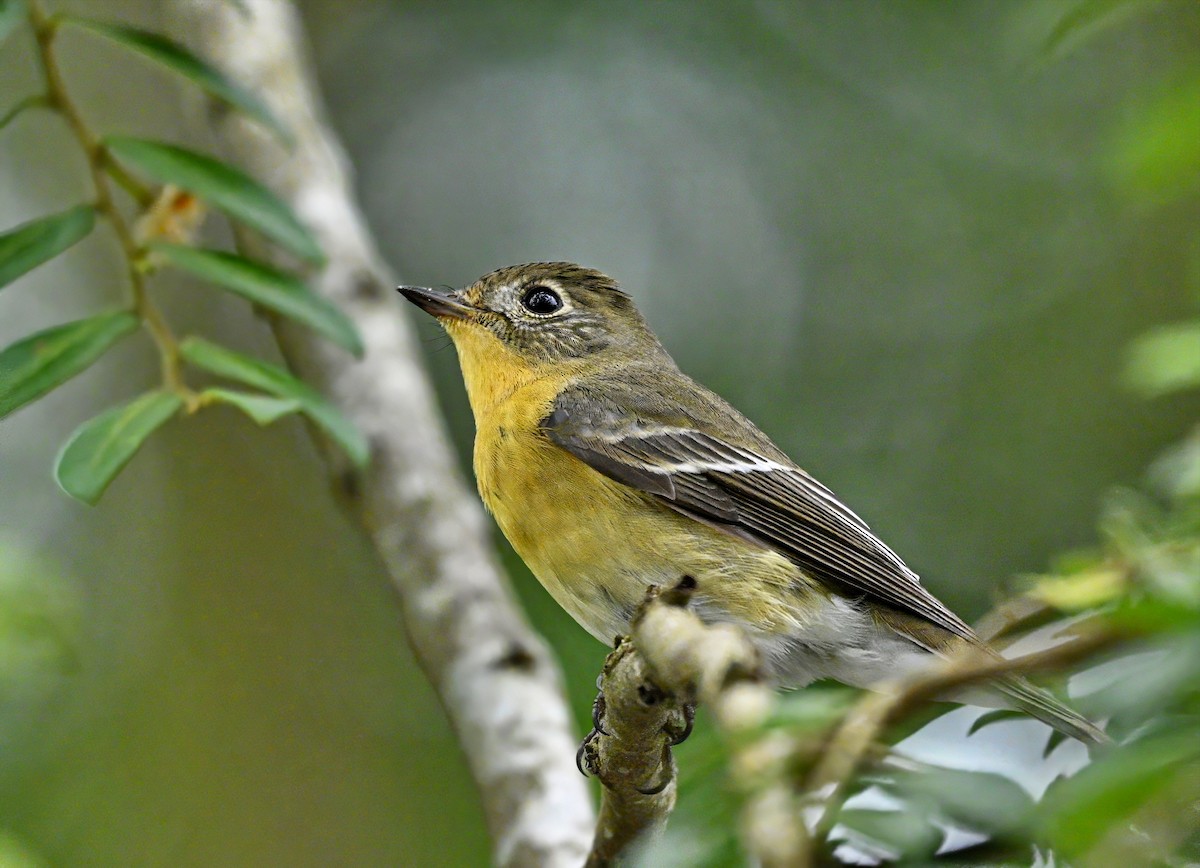 Mugimaki Flycatcher - ML645929638