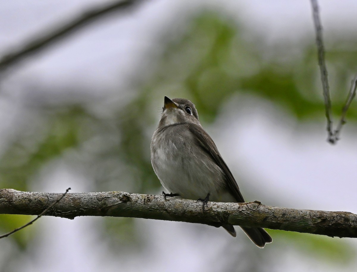 Dark-sided Flycatcher - ML645929639
