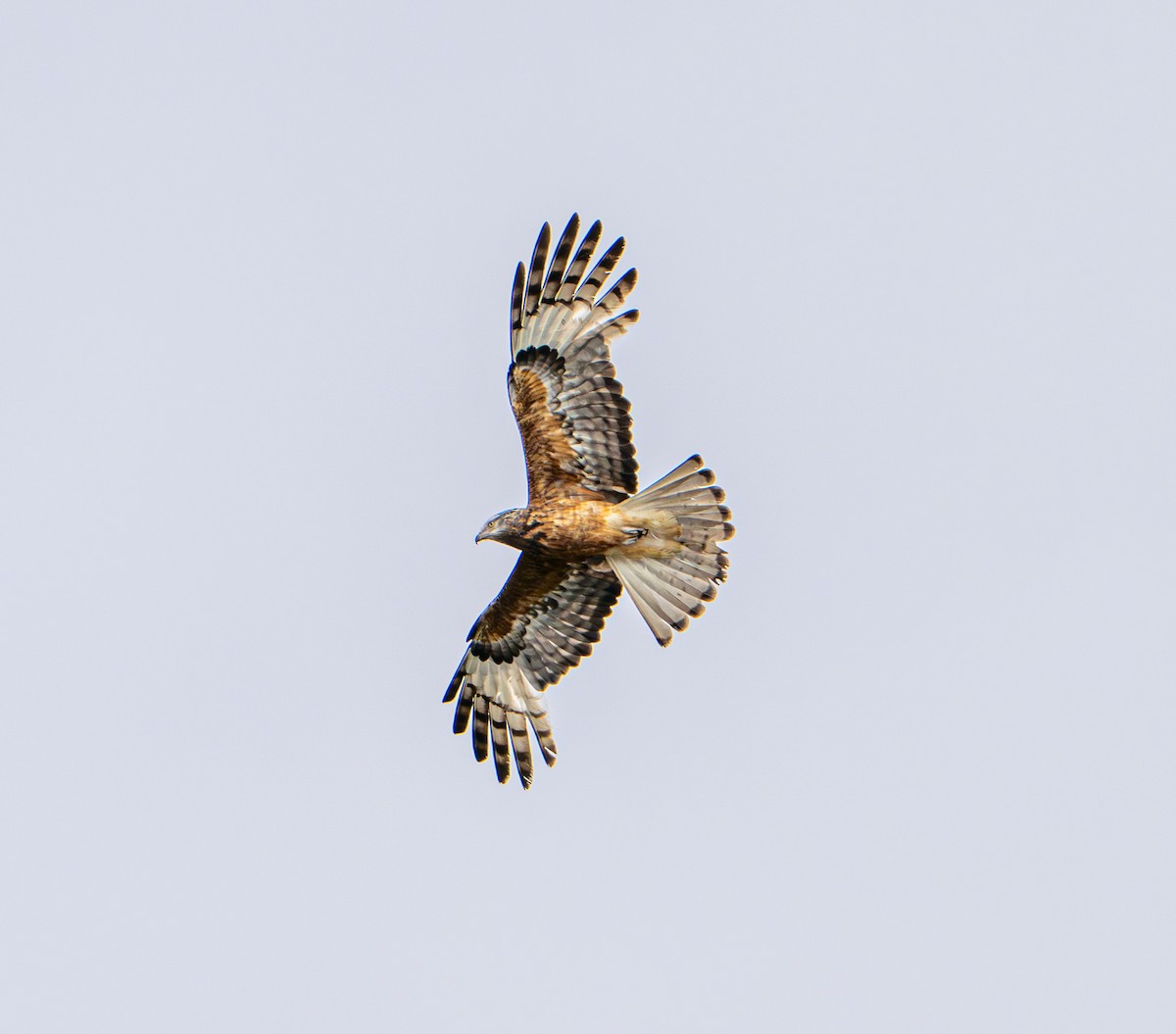 Чубатый коршун - ML645929640