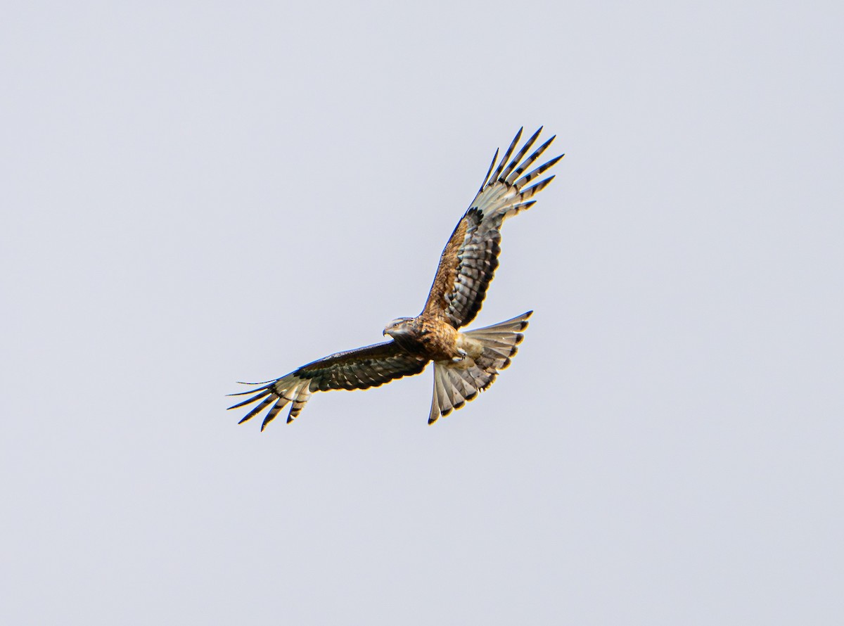 Чубатый коршун - ML645929641