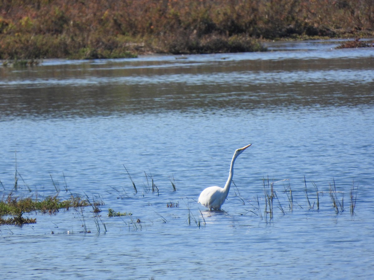 Garceta Grande - ML645929644