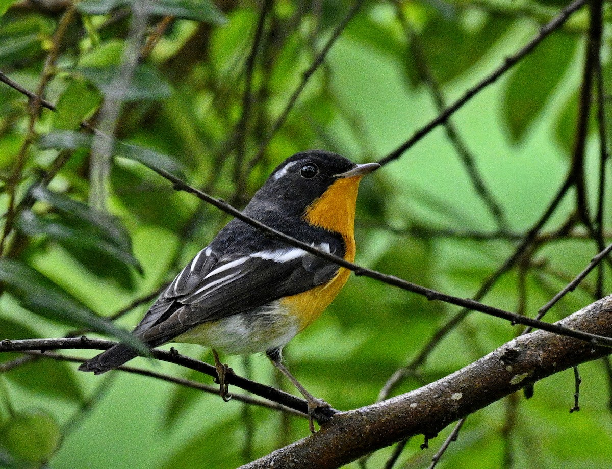 Mugimaki Flycatcher - ML645929645